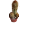Espostoa Mirabilis Cactus Columnar Planta Natural Ø5
