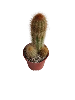 Espostoa Mirabilis Cactus Columnar Planta Natural Ø5