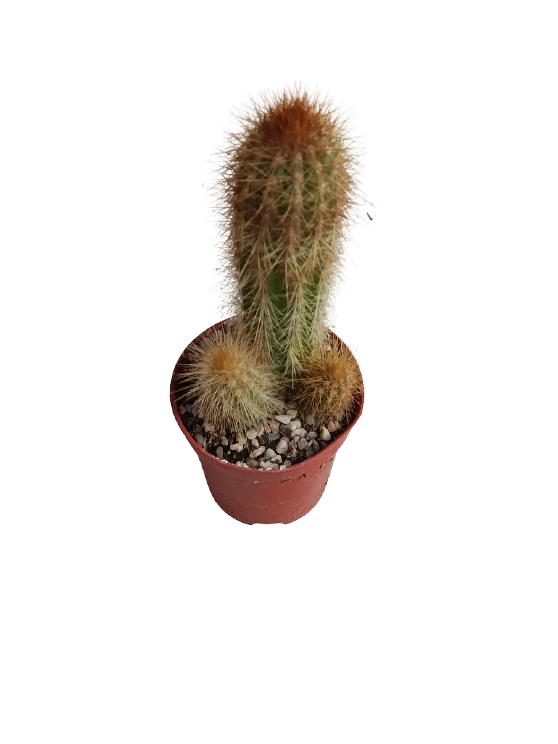 Espostoa Mirabilis Cactus Columnar Planta Natural Ø5
