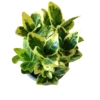 Euonymus Japonicus Variegata Ø8 Planta De Exterior