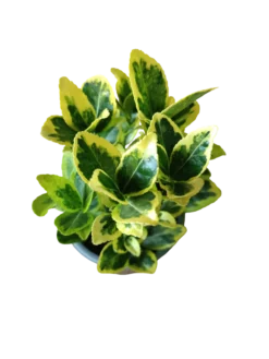 Euonymus Japonicus Variegata Ø8 Planta De Exterior