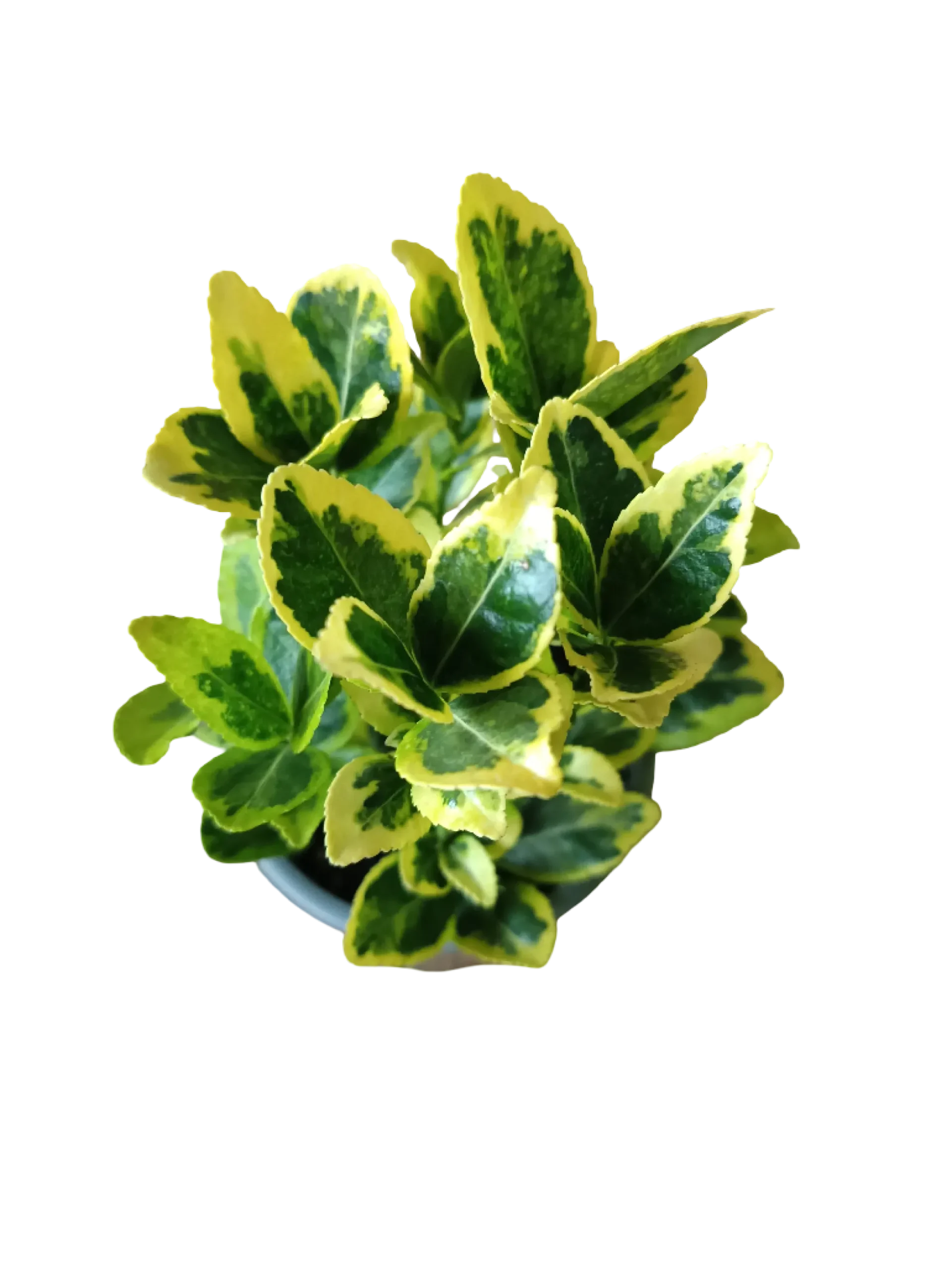 Euonymus Japonicus Variegata Ø8 Planta De Exterior