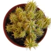 Euphorbia Aggregata Variegata Planta Suculenta Natural Ø8