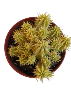 Euphorbia Aggregata Variegata Planta Suculenta Natural Ø8
