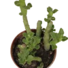 Euphorbia Bisellenbeckii Planta Suculenta Ø5 Cm