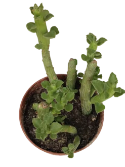 Euphorbia Bisellenbeckii Planta Suculenta Ø5 Cm