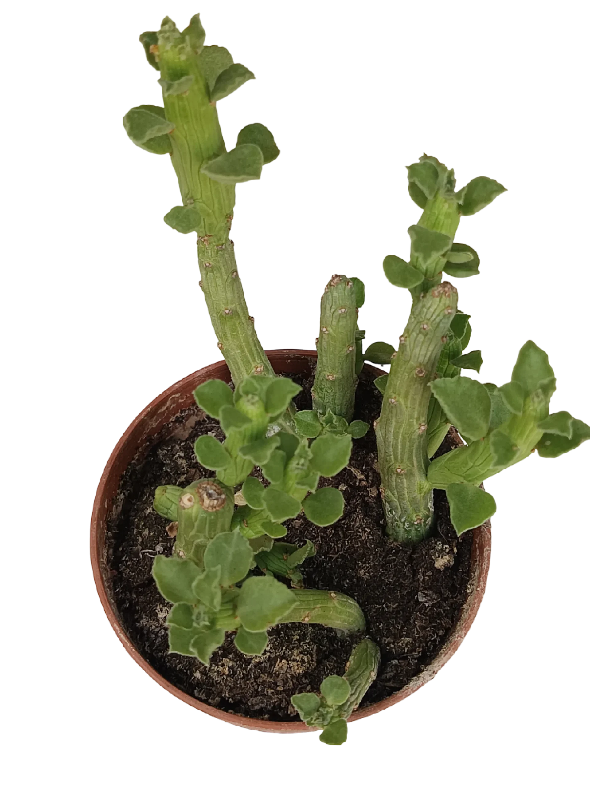 Euphorbia Bisellenbeckii Planta Suculenta Ø5 Cm