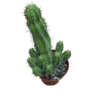 Euphorbia Echinopsis Planta Suculenta Ø8