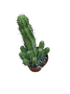 Euphorbia Echinopsis Planta Suculenta Ø8