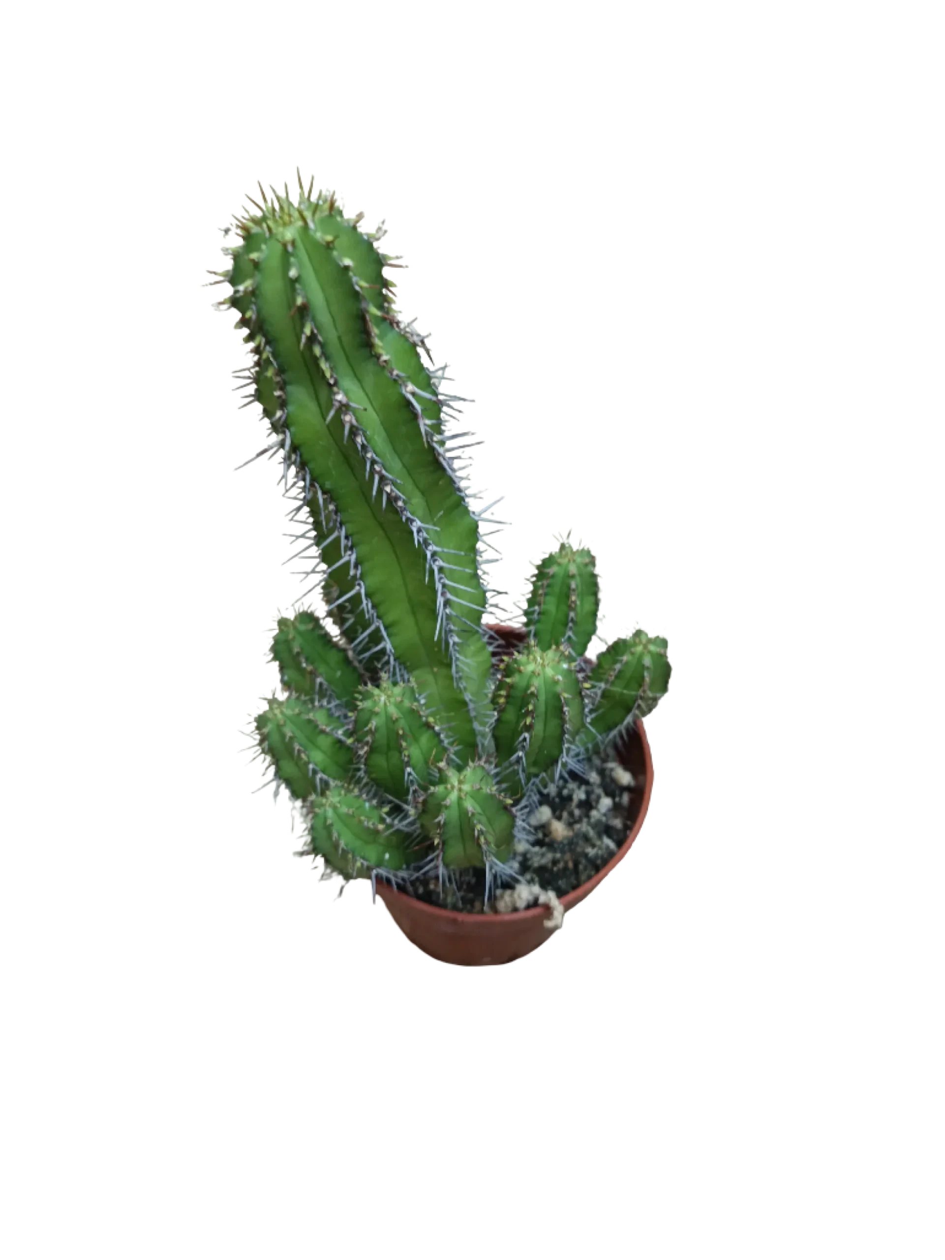Euphorbia Echinopsis Planta Suculenta Ø8