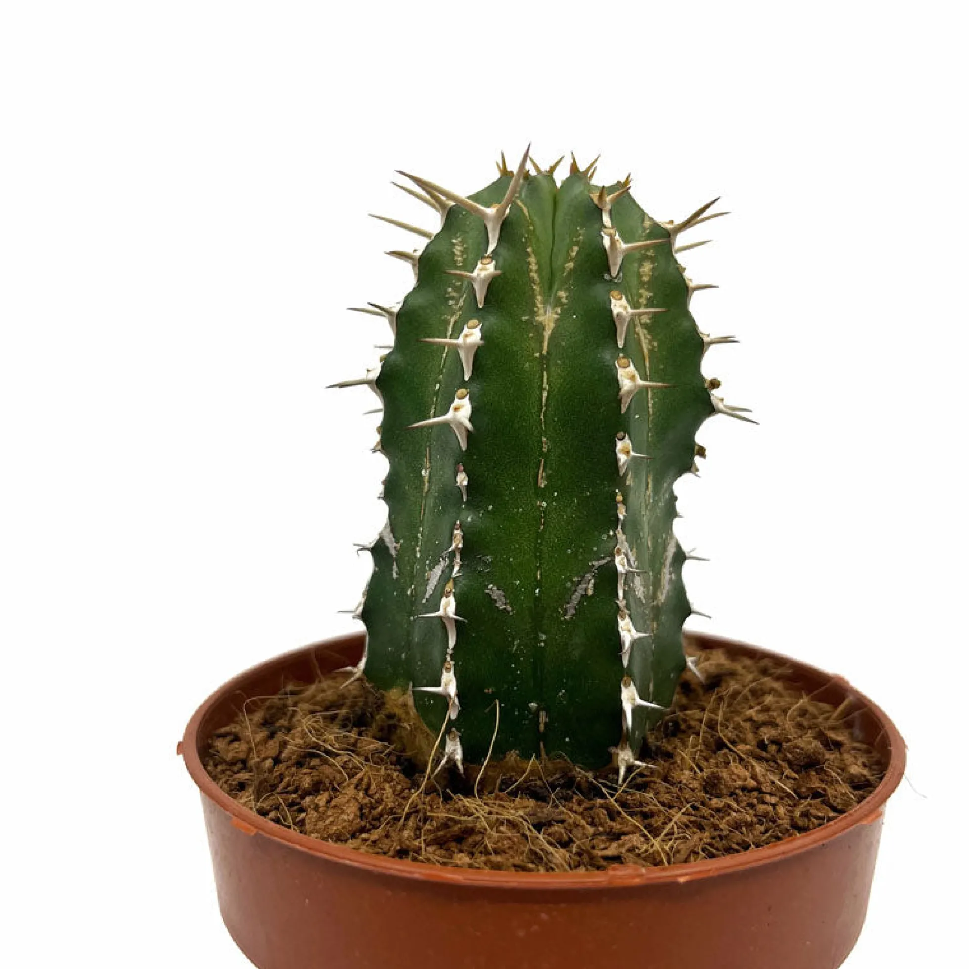 Euphorbia Echinus Cactus Y Suculentas M8,5 cm Ø