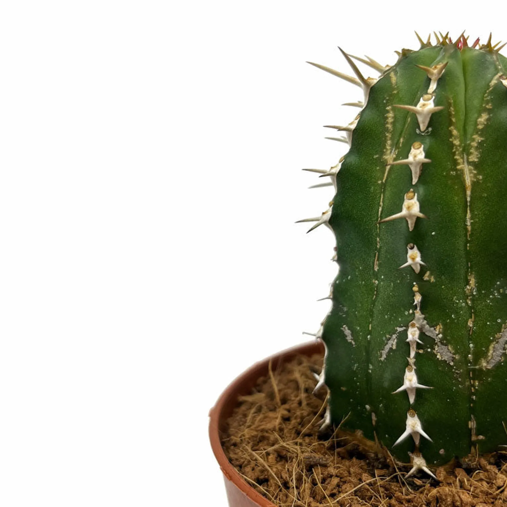 Euphorbia Echinus Cactus Y Suculentas M8,5 cm Ø