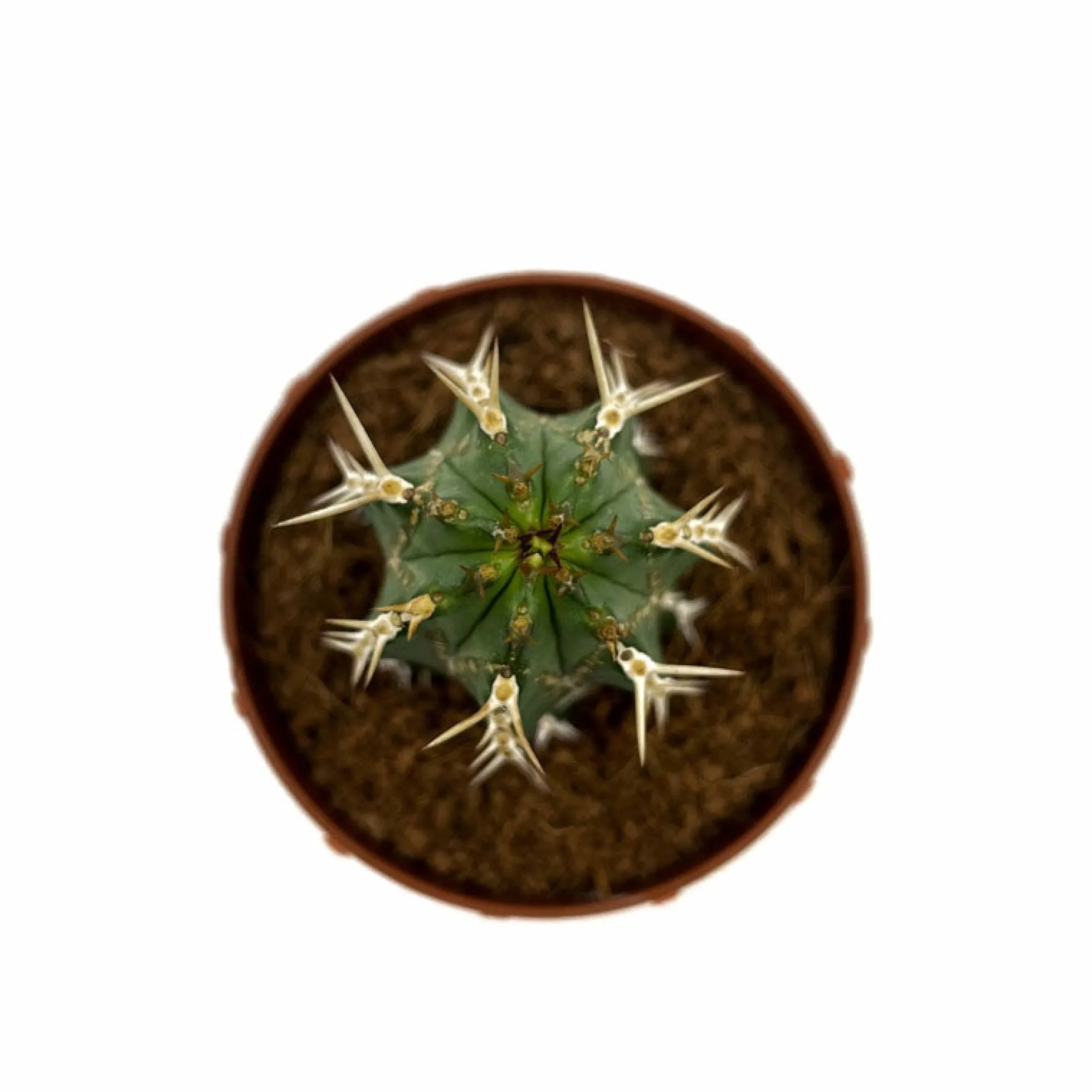 Euphorbia Echinus Cactus Y Suculentas M8,5 cm Ø