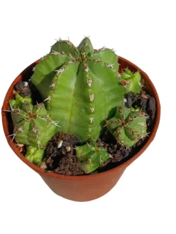 Euphorbia Frankii Planta Suculenta Natural Ø5