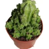 Euphorbia Frankii Planta Suculenta Natural Ø8