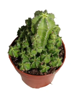 Euphorbia Frankii Planta Suculenta Natural Ø8