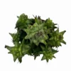 Euphorbia Horrida Monstruosa Cactus Y Suculentas M8,5 cm Ø