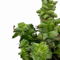 Euphorbia Horrida Monstruosa Cactus Y Suculentas M8,5 cm Ø