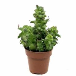 Euphorbia Horrida Monstruosa Cactus Y Suculentas M8,5 cm Ø