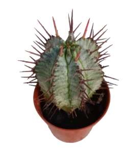 Euphorbia Horrida Planta Suculenta 5 Cms