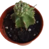 Euphorbia Kikko Planta Suculenta Ø5