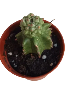 Euphorbia Kikko Planta Suculenta Ø5