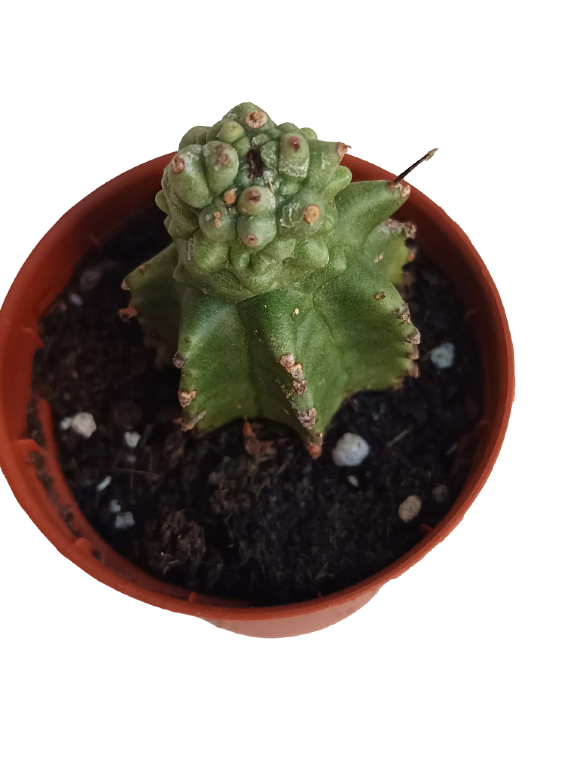 Euphorbia Kikko Planta Suculenta Ø5