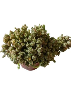 Euphorbia Mammillaris "prolifera" Variegata Planta Suculenta Natural Ø5