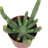 Euphorbia Medusa Planta Suculenta Natural Ø8