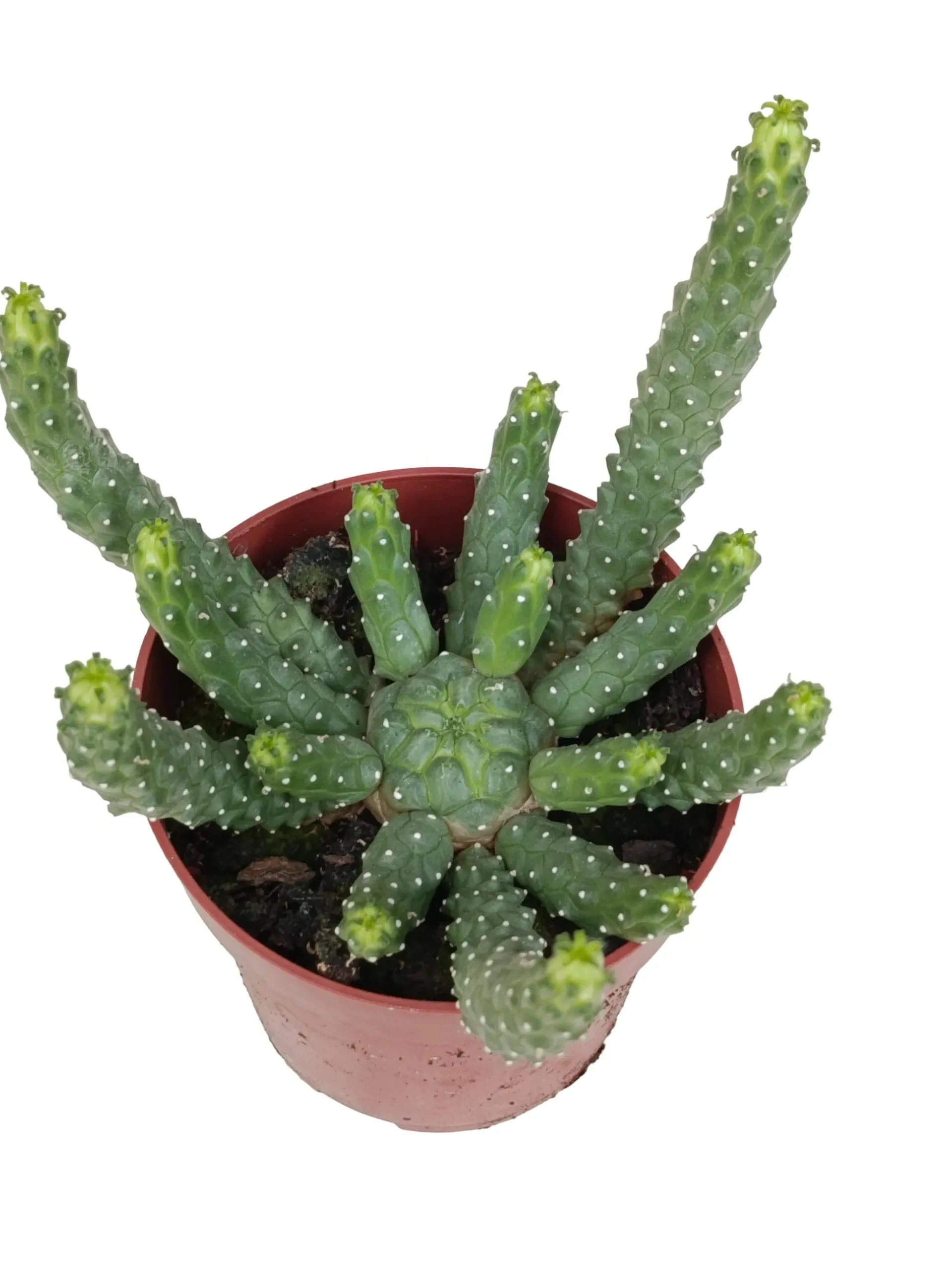 Euphorbia Medusa Planta Suculenta Natural Ø8