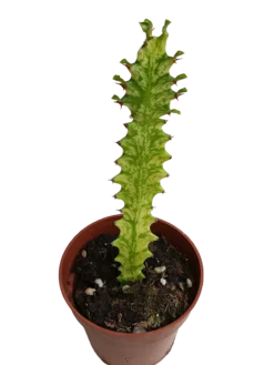 Euphorbia Mint Planta Suculenta Ø8