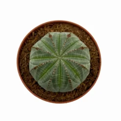 Euphorbia Obesa Cactus Y Suculentas M8,5 cm Ø