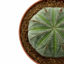 Euphorbia Obesa Cactus Y Suculentas M8,5 cm Ø