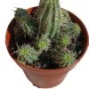 Euphorbia Phillipsioides Planta Suculenta Natural Ø8