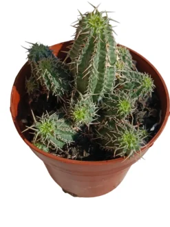 Euphorbia Phillipsioides Planta Suculenta Natural Ø8