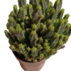 Euphorbia 'pitica' Planta Suculenta Natural Ø8