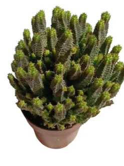 Euphorbia 'pitica' Planta Suculenta Natural Ø8