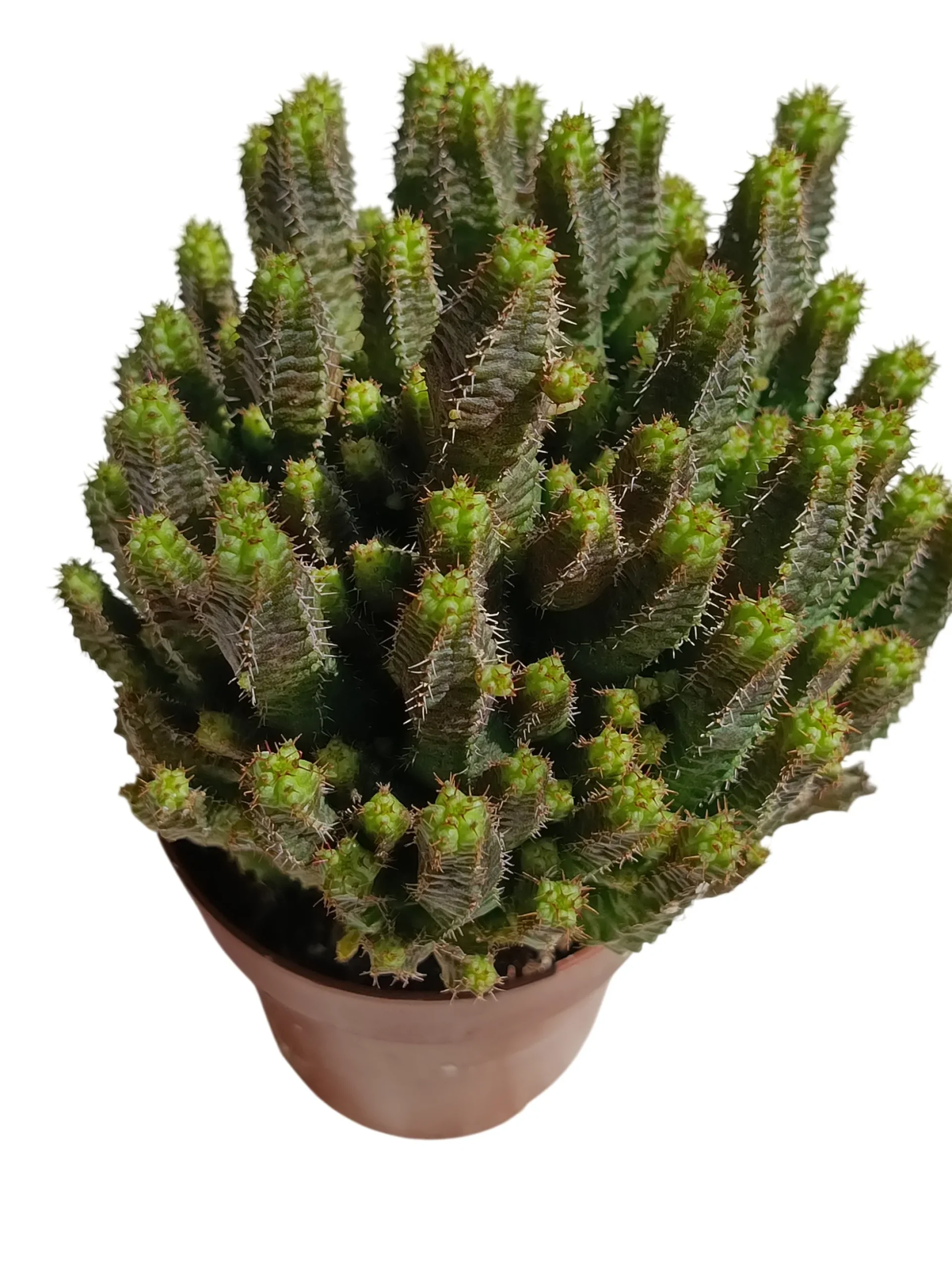 Euphorbia 'pitica' Planta Suculenta Natural Ø8