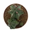 Euphorbia Poligona Variedad Anoplia Cactus Y Suculentas M8,5 cm Ø