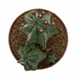 Euphorbia Poligona Variedad Anoplia Cactus Y Suculentas M8,5 cm Ø