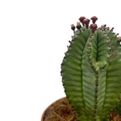 Euphorbia Poligona Variedad Anoplia Cactus Y Suculentas M8,5 cm Ø