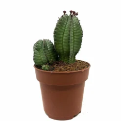 Euphorbia Poligona Variedad Anoplia Cactus Y Suculentas M8,5 cm Ø