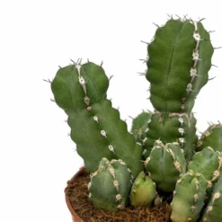 Euphorbia Polyacantha Cactus Y Suculentas M8,5 cm Ø