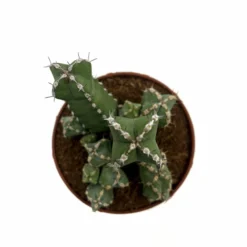 Euphorbia Polyacantha Cactus Y Suculentas M8,5 cm Ø