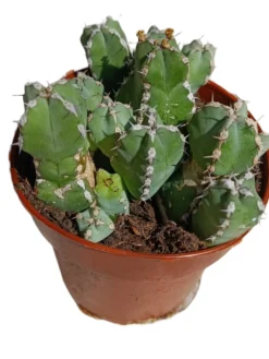 Euphorbia Resinifera Planta Suculenta Natural Ø8