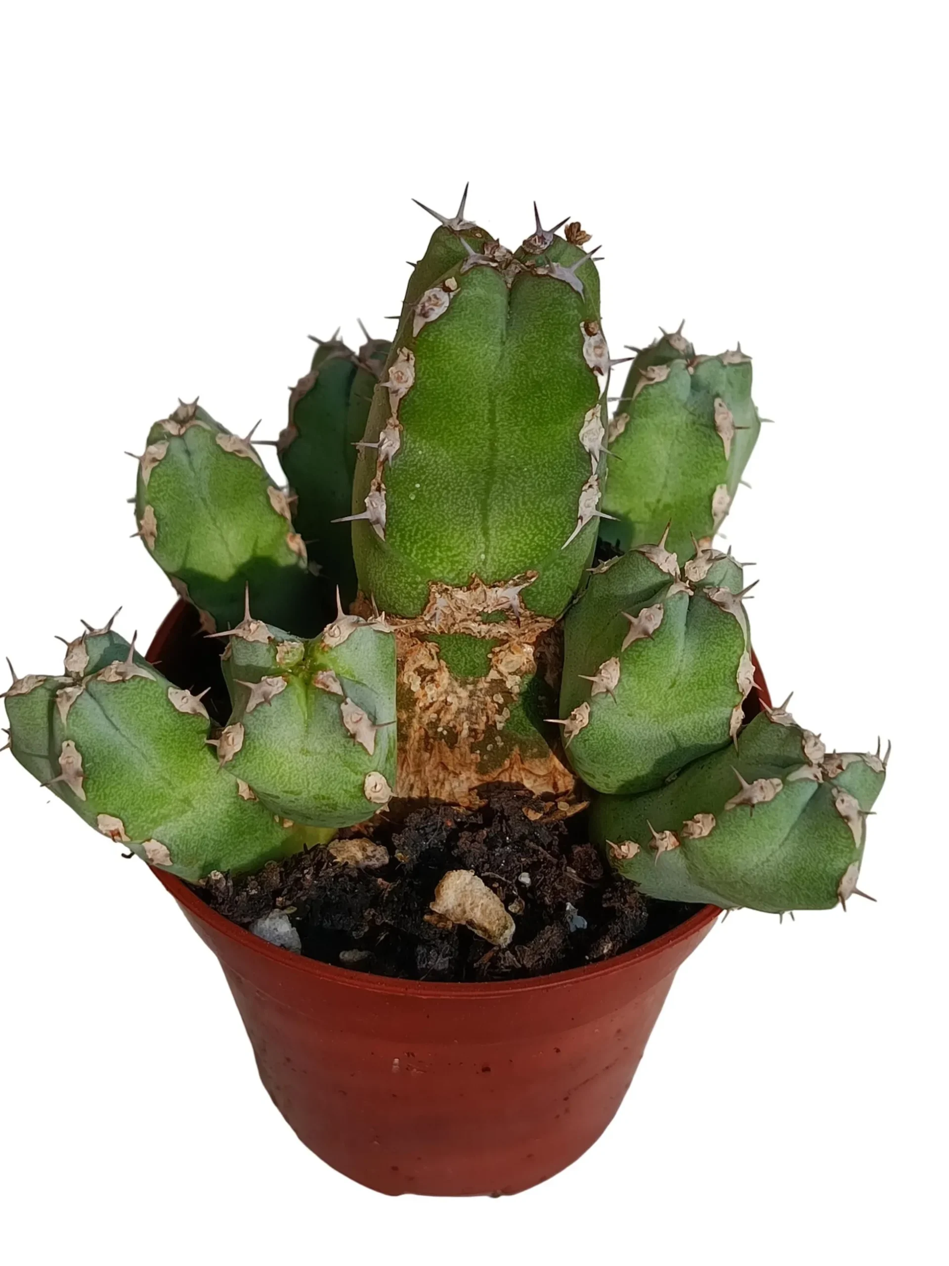 Euphorbia Resinifera Planta Suculenta Natural Ø5