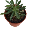 Euphorbia Sotetsu Kirin Planta Suculenta 5 Cm