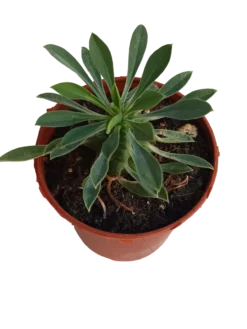 Euphorbia Sotetsu Kirin Planta Suculenta 5 Cm