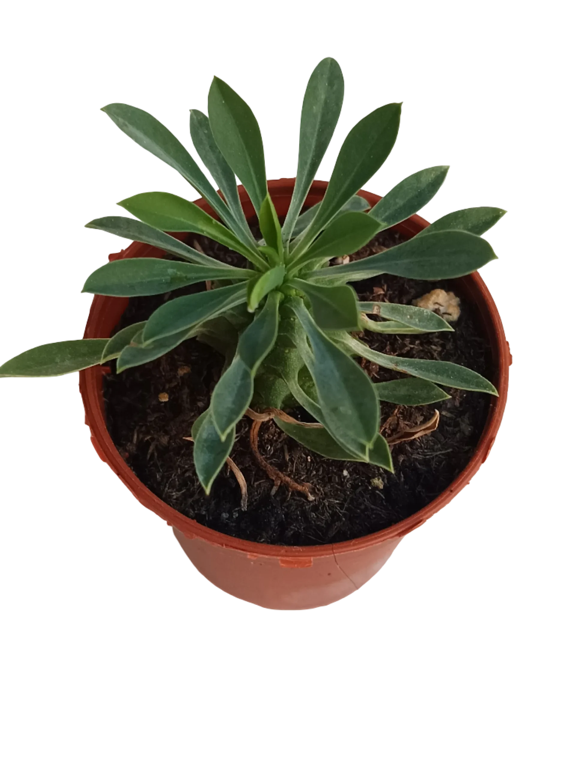 Euphorbia Sotetsu Kirin Planta Suculenta 5 Cm