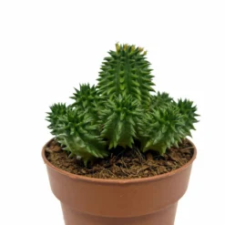 Euphorbia Suzannae Cactus Y Suculentas
